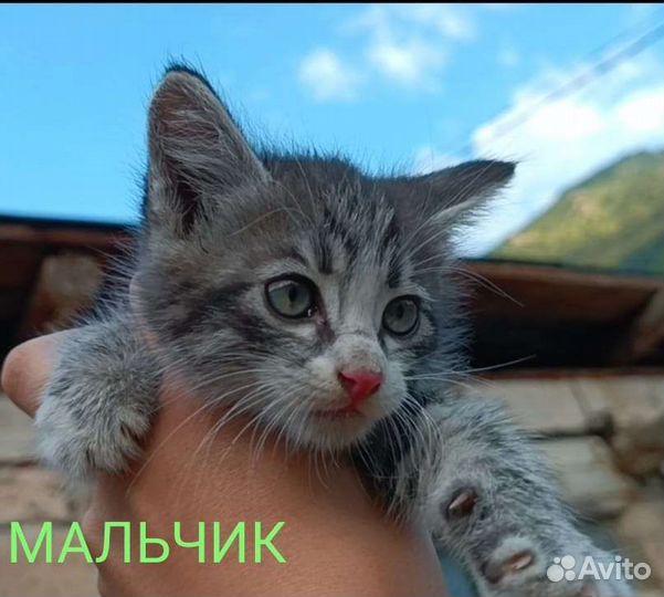 Котята