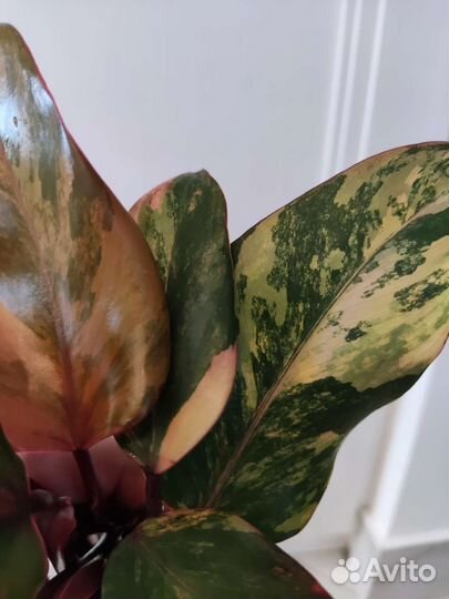 Клубничный шейк