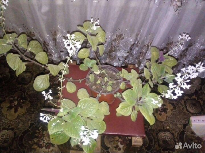 Комнатные цветы