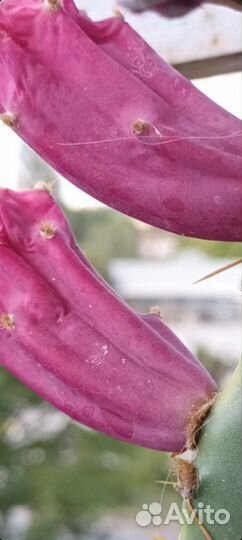 Кактусы и суккуленты(опунция)