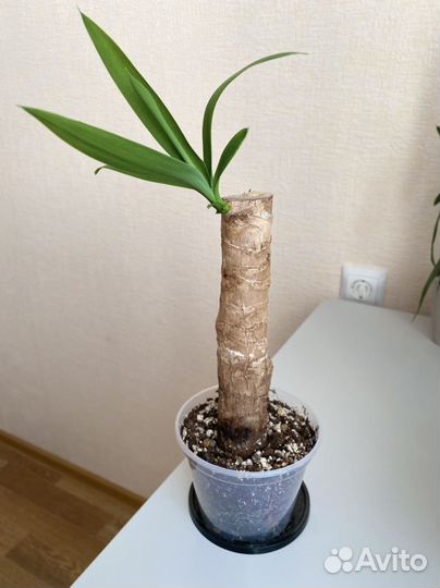Юкка