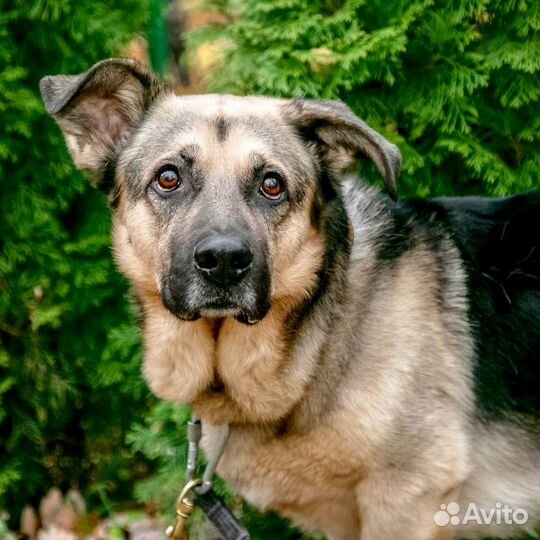 Маленькая.собака в дар в добрые руки