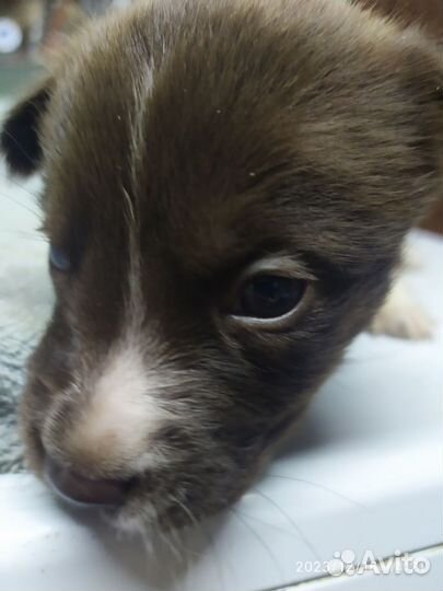 Собака в добрые руки, ещё маленькие