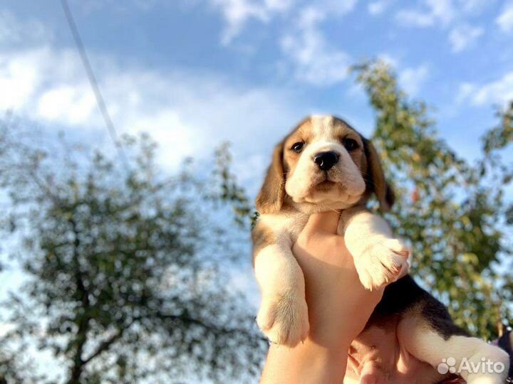 Щенки бигля