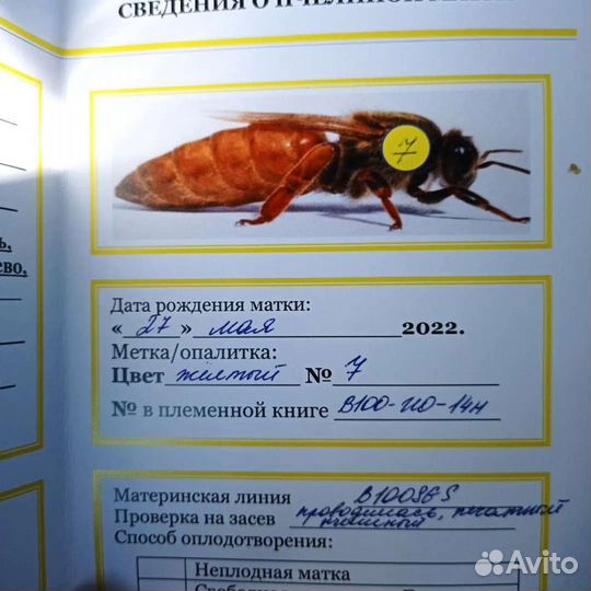 Пчелопакеты и матки