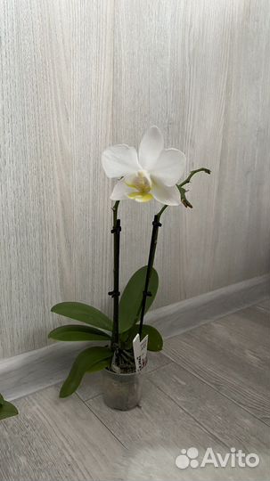 Орхидея фаленопсис мультифлора отцвела