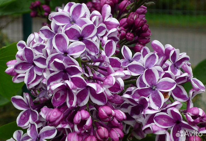 Сирень с каймой сорт Сенсация