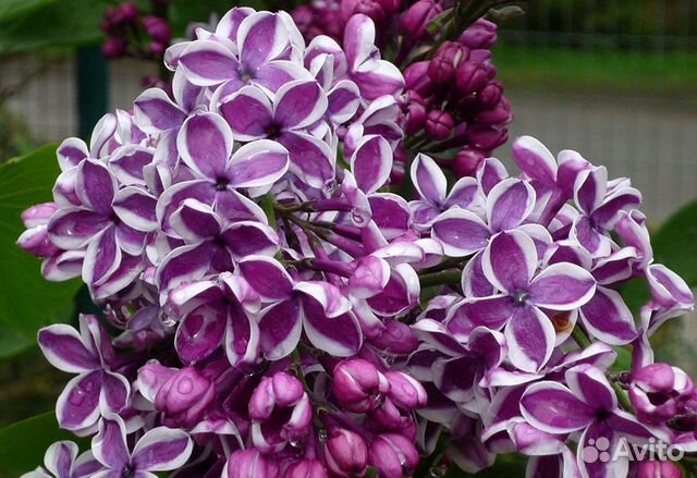 Сирень с каймой сорт Сенсация