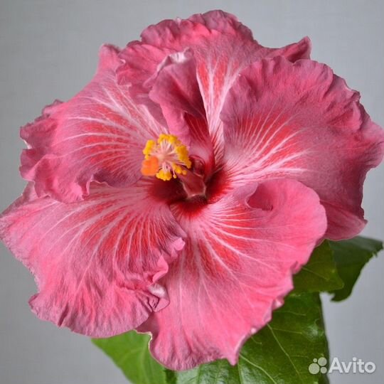 Гибискусы сортовые