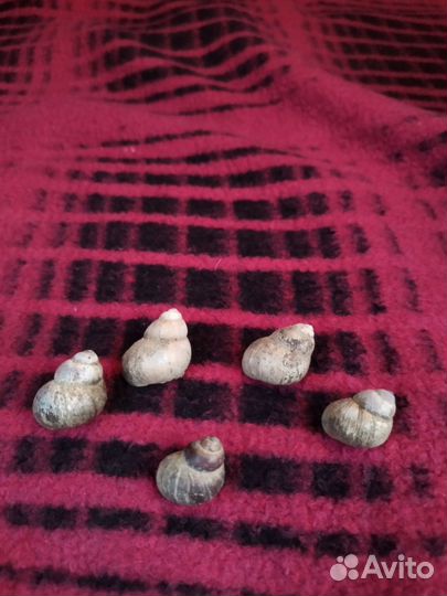 Ракушка речная