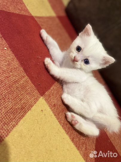 Шотланские котята