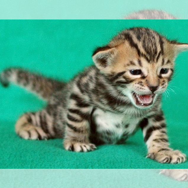 Бенгальский котёнок