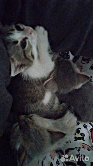 Котята в добрые руки