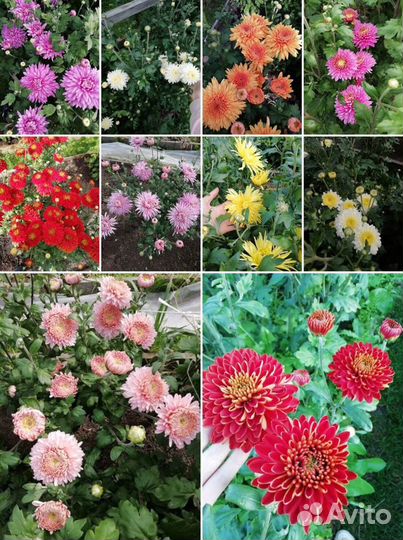 Хризантема корейская