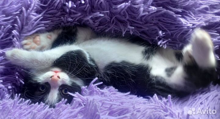 Котенок