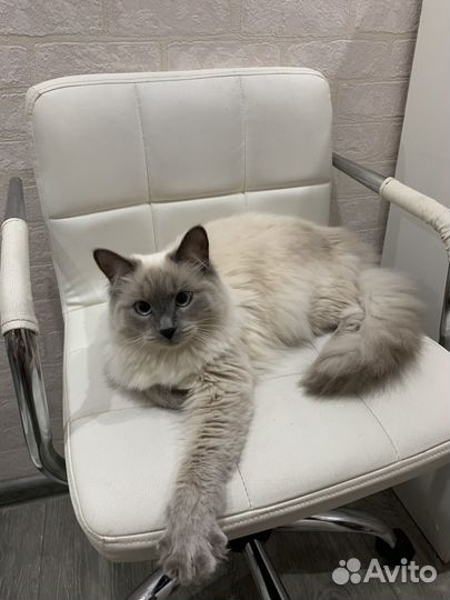 Вязка с котом