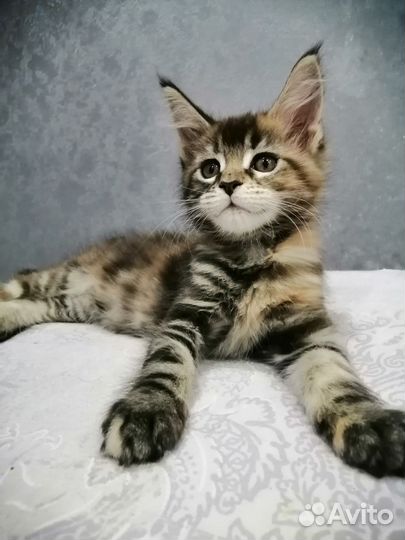 Котята мейн-кун