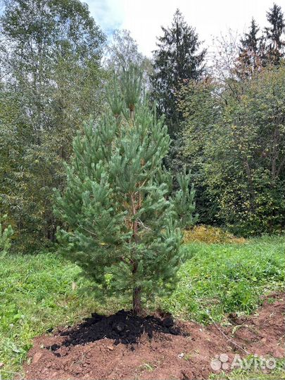 Живые ели и сосны 2 метра