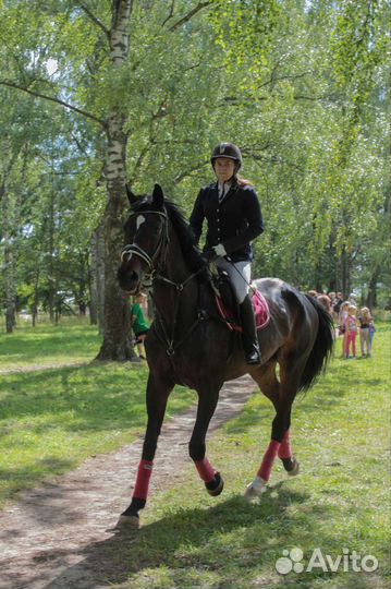 Продам комплект для лошади