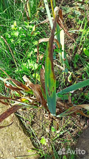 Ирисы синие