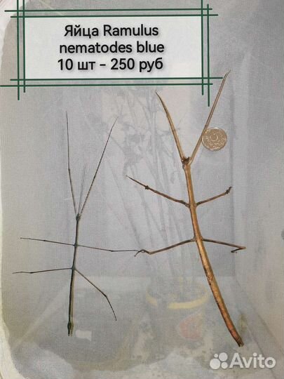 Палочники и яйца разных видов