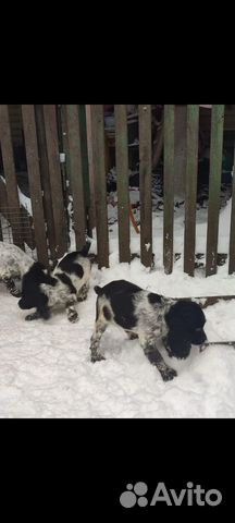 Русский охотничий спаниель щенки рос объявление продам