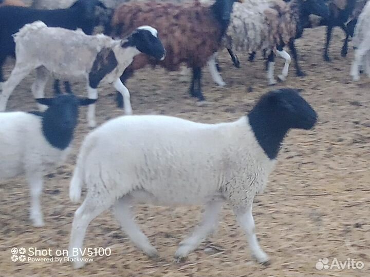 Дорпер на племя