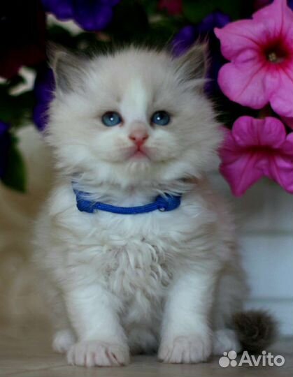 Регдолл котик и кошечка Rag a03 WCF