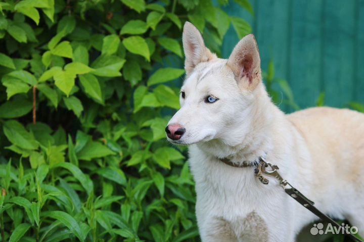 Красотка Перси