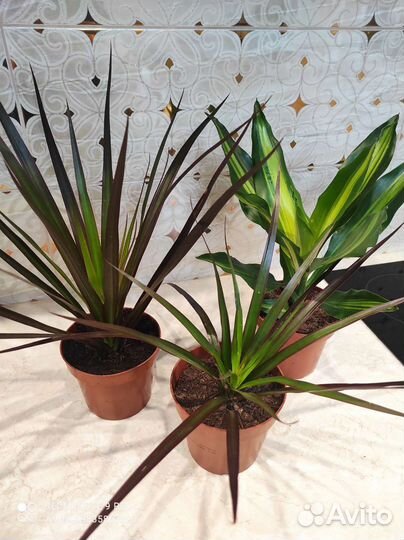 Драцена Магента тёмно-красная комнатные цветы