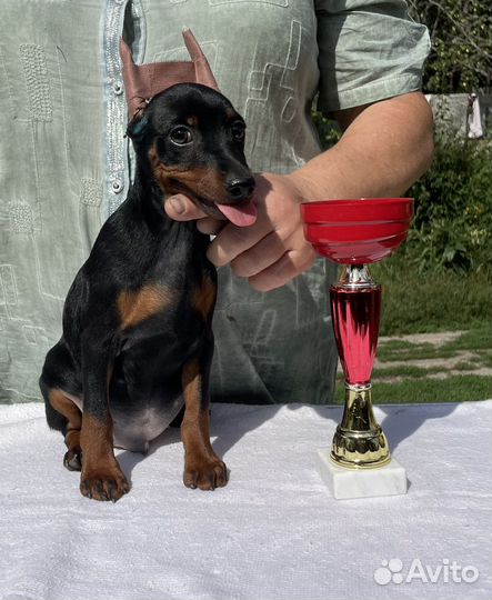 Щенок цвергпинчера (карликовый пинчер)