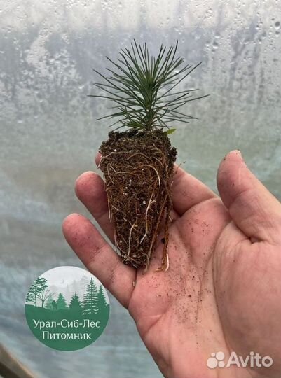 Сеянцы зкс Сосна Ель Лиственница окс Голуб Горн