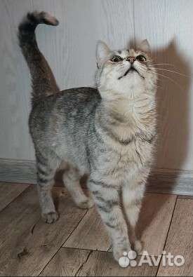 Очень нужен дом. Кошечка 1,5 годика