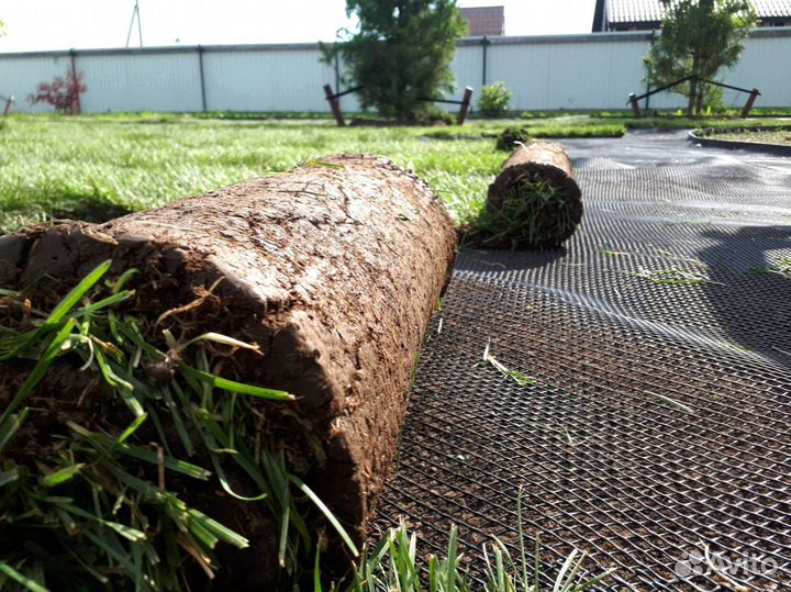 Натуральный рулонный газон