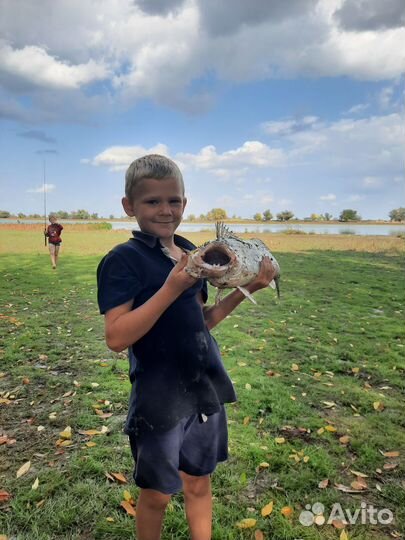 Балда (чертик) на судака