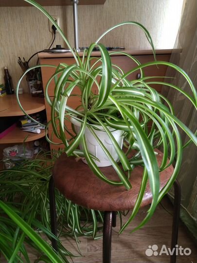 Продам цветы комнатные- хлорофитум, мята комнатная