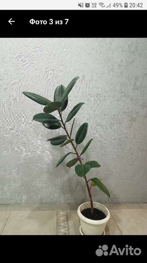 Фикус каучуконосный