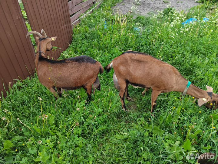 Альпийская козочка