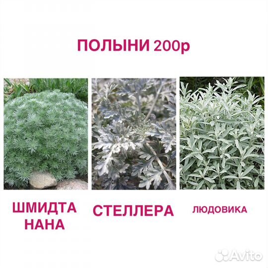 Многолетние растения, шиловидные флоксы, Бруннера