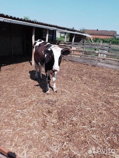 Телка 1.1 месяц