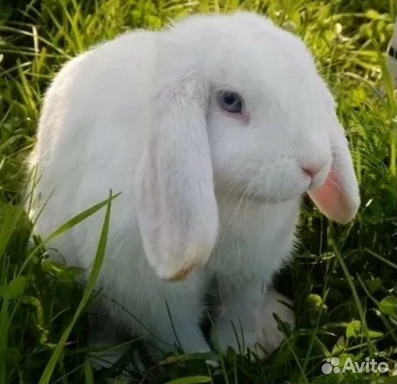 Кролик вислоухий