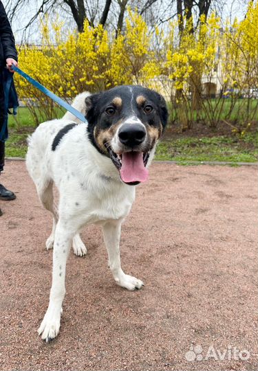 Годовалый Тедди ищет семью