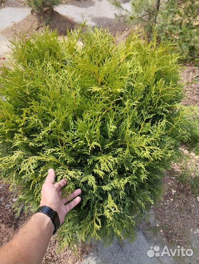 Саженцы Туи Вудварди