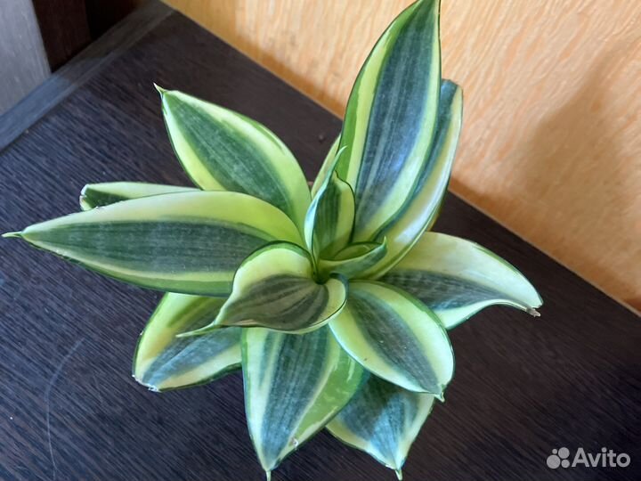 Замиокулькас черный равен. Сансевиерия зиберт