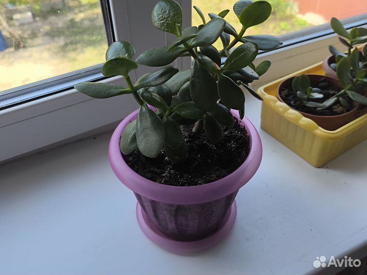 Денежное дерево