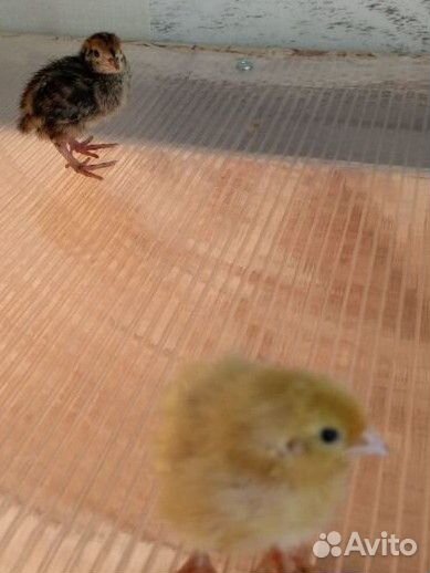 Перепелята, яйцо столовое и инкубац-ное