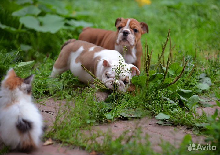 Щенки девочки английского бульдога