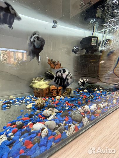 Аквариум с рыбками