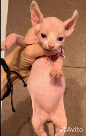 Канадский сфинкс девочка
