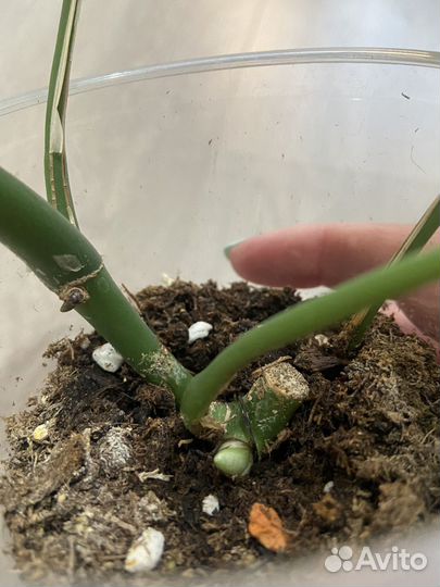 Монстера минима/ рафидофора тетрасперма